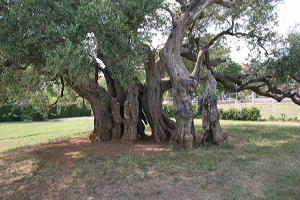 1500 Jahre alter Olivenbaum in Kastela